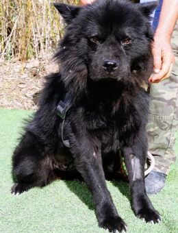 Amora - schwarze scheue Schönheit - Schallodenbach