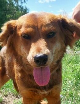 Hundedame FLOWER - Gefrees