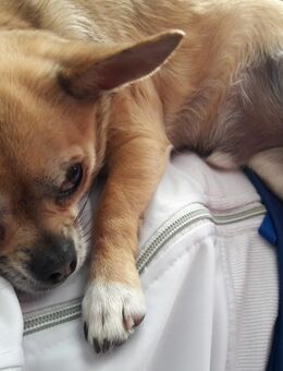 Chihuahua 10 jahre - Schwetzingen