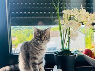 Britisch Kurzhaar BKH Kitten Reinrassig 6 Monate - Temmels