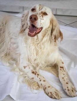 Sammy ❤️ ist ein toller,guterzogener Bub - Hamburg