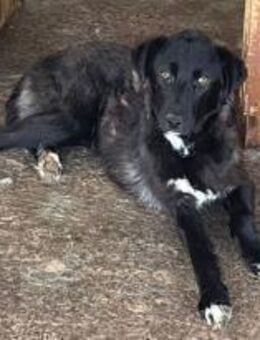 Bonito ist ein sehr sanfter Rüde 🐾 - Elsdorf (Nordrhein-Westfalen)