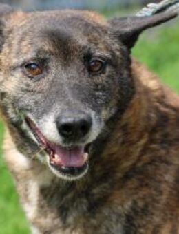 Leon -❤️❤️❤️❤️verschmuster, lieber Kerl - Lohra