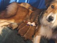 4 süße Collie Welpen suchen ein Zuhause - Mülverstedt