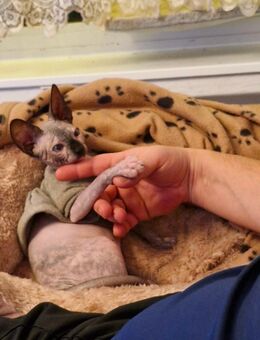 Canadian sphynx Weiblich - Bielefeld