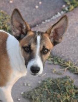 Welpe Victor sollte entsorgt werden Mr - Ludwigshafen (Rhein)