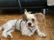 Fluffy sucht sein Zuhause - Neuss