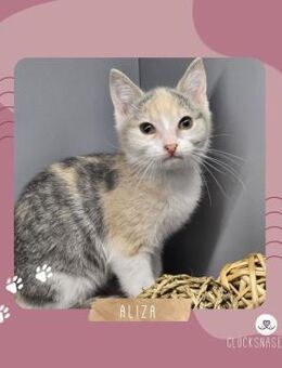 Kätzchen Aliza sucht ihre Familie - Lalendorf