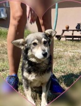 Liebevoll sanft kinderlieb = ALFIE ♥️ - München