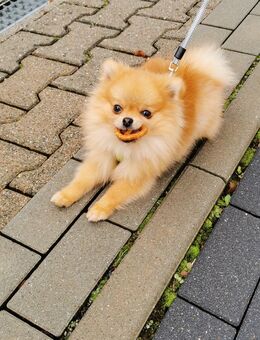 Mini Pomeranian Rüde Simba - Limbach-Oberfrohna