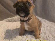 Französiche Bulldoggen - Calbe (Saale)