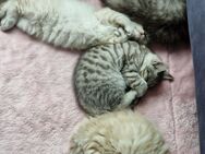 6 süße Kätzchen suchen Kuschelplatz - Kamen