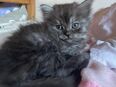 Bkh perser mix babykatzen in 96215