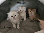 Reinrassige BKH Kitten - Plauen