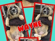 Hübscher Wayne- bald auf Pflegestelle! - Nürnberg