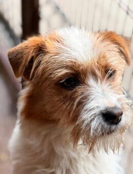 Sandy sucht ein liebevolles Zuhause - Blankenheim (Nordrhein-Westfalen)