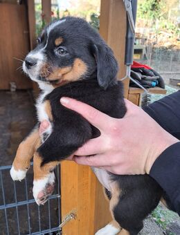 Entlebucher Sennenhund Welpe - Gütersloh