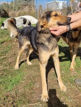 Matheo - bildschön mit viel Potenzial - Mettmann