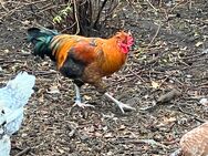 Hähne abzugeben Mix Blumenhuhn Marans - Finsterwalde