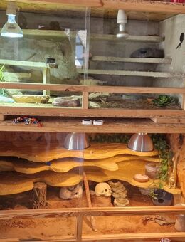 Voll ausgestattete Terrarien mit Leopardgeckos - Unkel