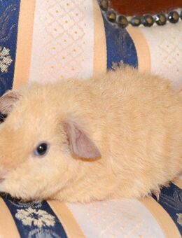 Wunderschöne US-Teddy Böckchen - Bad Sobernheim