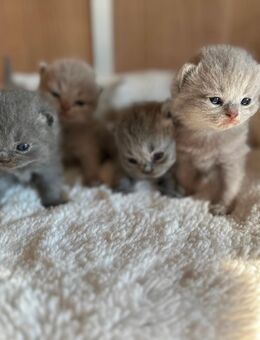 BKH Kitten - Überlingen
