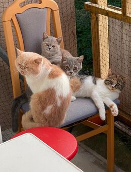 Drei Baby Katzen zur Adoption, zwei Weibchen und ein Männchen - Mainz