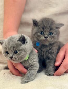 ( 2 noch Frei ) 8 Zuckersüße reinrassige BKH Kitten in Blue & Lilac - Solingen (Klingenstadt)