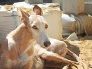 Randy, leidet im Tierheim - Kettershausen