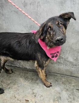 Sanfte Hündin Skey - Eichenzell