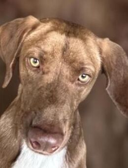 Bruce, zauberhafter Bub - Lich