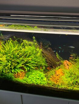 240 Liter Aquarium mit umfassendem Zubehör - Krefeld