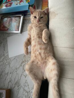 Der letzter aus dem Wurf - Hamburg