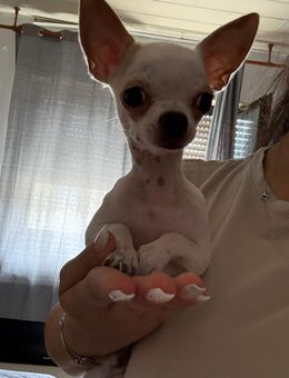 Chihuahua Rüde 7 Monate alt - Kelsterbach Zentrum
