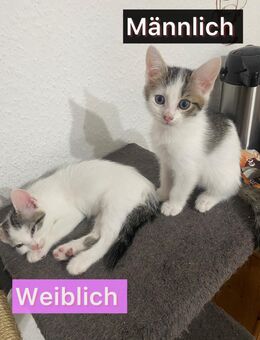 Katzenbabys zu verkaufen - Balingen