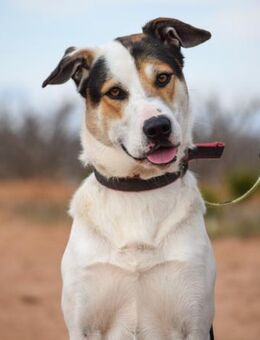 Eres hätte auch so gerne eine Familie - Laatzen
