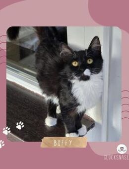 Kätzchen Buffy sucht Dich zum kuscheln - Lalendorf