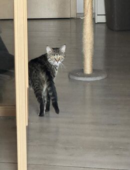 Katzen wegen Trennung abzugeben - Haltern (See) Zentrum