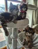 Maine Coon Kitten in 94315
