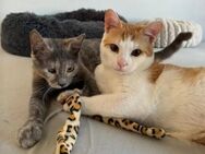 Missy & Ron Geschwister suchen Familie - Unterföhring