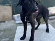 Nora - Sanfte Junghündin sucht Familie - Berlin