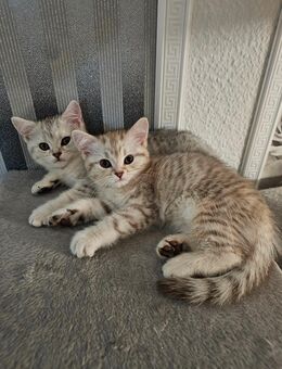 Reinrassige Bkh Kitten - Ludwigsburg