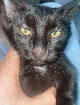 Kater 15 Wochen alt - Oldenburg