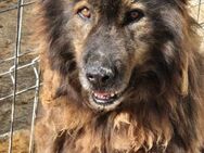 BAFFIE sucht erfahrene Hundemenschen - Neuberg