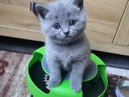Noch 2 BKH Kitten (Kater ) - Siegen (Universitätsstadt) Geisweid