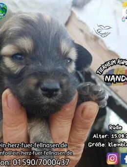NANDO - einer von 6 Wonneproppen - Waakirchen
