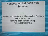 Hundesalon - Rhede (Ems)