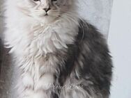 Maine Coon Girl /Stammbaum/ - Mönchengladbach