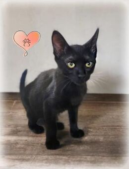 Lerne Alexa kennen! - Walluf