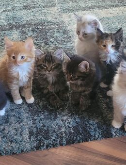 Zuckersüße Maine Coon Mitten - Bremerhaven